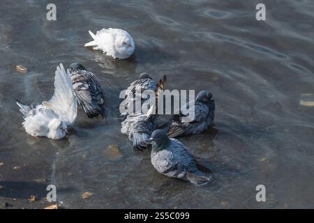un groupe de pigeons patère dans les eaux peu profondes près d'un rivage pierreux. Banque D'Images