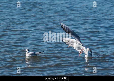 groupe de mouettes interagissant à la surface de l'eau. Une mouette est en train de décoller.j Banque D'Images