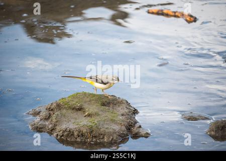 Wagtail perché sur un petit rocher couvert de mousse dans l'eau. Banque D'Images