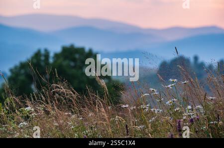 Pittoresque crépuscule d'été montagne Carpathian campagne prairies. Abondance de végétation et de belles fleurs sauvages. Banque D'Images