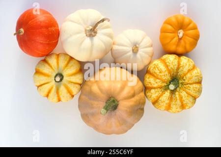 Citrouilles et courges sur fond blanc. Variétés de citrouilles d'automne. Banque D'Images