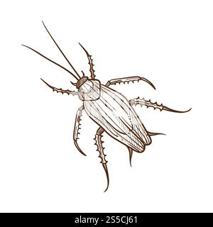 Le coléoptère des blattes ressemble à un insecte avec de longues antennes et pattes, se nourrissant par ramassage. Illustration vectorielle monochrome de l'insecte cafard coléoptère isolé sur blanc, conception de croquis. Icône de bug dessinée au crayon. Le coléoptère des blattes ressemble à un insecte avec de longues antennes et pattes Illustration de Vecteur