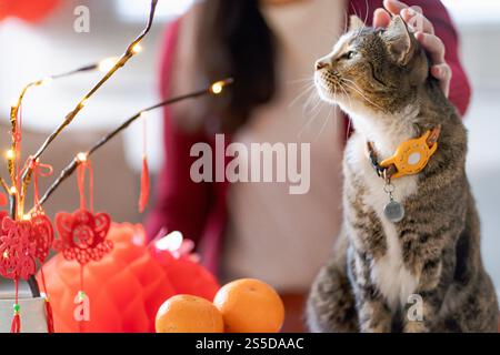 Chat Préparez les célébrations du nouvel an chinois à la maison. Mignon chat domestique shorthair mettant pendentif traditionnel au nouvel an lunaire chinois pour bonne chance Banque D'Images