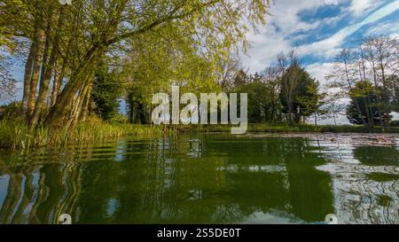 Piscine Bridge Farm étang de baignade sauvage vu du point de vue d'un nageur par une journée ensoleillée en été. York. Banque D'Images