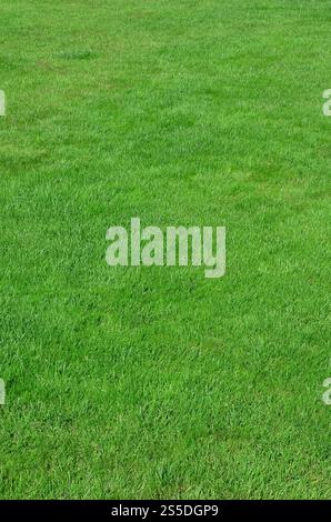 Photo du site avec même recadrée à l'herbe verte. Allée couverte de gazon ou herbe verte fraîche Banque D'Images