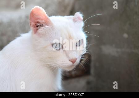 Un chat blanc pur avec des yeux bleu turquoise et des oreilles défectueuses roses à l'extérieur. Chat blanc pur avec les yeux bleu turquoise et les oreilles défectueuses roses Banque D'Images