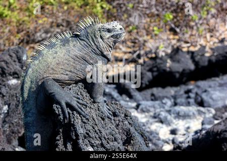 Iguane marin des Galapagos reposant sur une roche volcanique, imprégnant la chaleur de la lumière du soleil dans son habitat naturel, l'île de Fernandina, Équateur. Banque D'Images