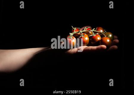 branche de tomate cerise kumato en main sur fond noir Banque D'Images