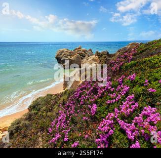 Floraison d'été sur la côte rocheuse de l'Atlantique avec des fleurs violettes et étroite plage de sable (périphérie d'Albufeira, Algarve, Portugal). Banque D'Images