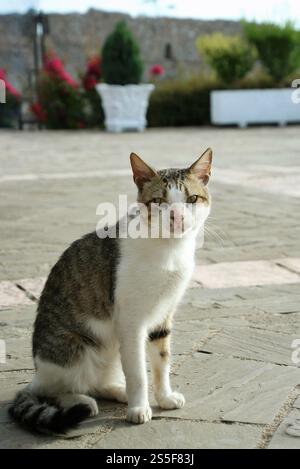 un chat abandonné est assis dans le jardin et regarde autour de lui. Banque D'Images