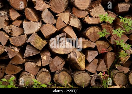 Une pile de bois de chauffage fraîchement coupé avec des anneaux d'arbres visibles, disposés sur un fond naturel avec des plantes vertes au premier plan, Auckland, Nouvelle-Zélande Banque D'Images