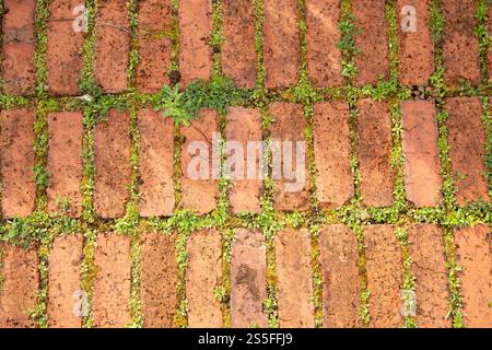 Plantes vertes poussant entre les coutures d'un trottoir de briques, Auckland, Nouvelle-Zélande Banque D'Images