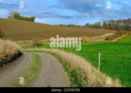 Une piste de terre sinueuse courbe doucement à travers des champs verts vibrants et des collines brunes douces sous un ciel bleu orné de nuages, incarnant la tranquillité. Banque D'Images