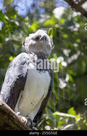 Harpy Eagle, Harpia harpyja, un adulte en captivité, réserve ornithologique Parque das Aves, Iguazu, Brésil Amérique du Sud. Oiseau de proie, Banque D'Images