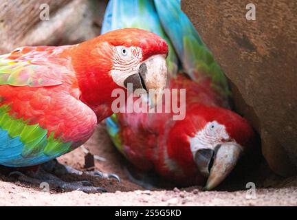 Macaron écarlate, Ara macao, deux grands perroquets colorés, creusant avec leur bec, exemple de comportement des oiseaux ; Brésil, Amérique du Sud Banque D'Images
