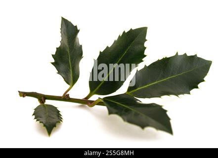 Branche de houx isolée sur blanc Banque D'Images
