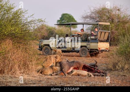 Touristes dans une voiture de safari regardant une fierté de lionne (Panthera leo) à Buffalo Kill, South Luangwa National Park, Mfuwe, Zambie, Afrique Banque D'Images