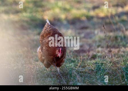 Huhn auf der Wiese BEI Sonnenschein , Deutschland, Rhénanie-Palatinat, Hanhofen, 14.01.2025, Ein braunes Huhn pickt auf einer grünen Wiese BEI Sonnenlicht. Symbole für Freilandhaltung und nachhaltige Landwirtschaft. *** Poulet sur une prairie au soleil , Allemagne, Rhénanie-Palatinat, Hanhofen, 14 01 2025, un poulet brun pique sur une prairie verte au soleil symbole pour l'agriculture en plein air et l'agriculture durable Banque D'Images