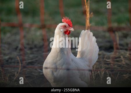 Weißes Huhn im Fokus auf der Wiese , Deutschland, Rhénanie-Palatinat, Hanhofen, 14.01.2025, Ein Weißes Huhn steht im Fokus auf einer Wiese, BEI natürlichem Sonnenlicht. Symbole für artgerechte Haltung und Nachhaltigkeit. *** Poulet blanc dans une prairie , Allemagne, Rhénanie-Palatinat, Hanhofen, 14 01 2025, un poulet blanc se trouve au centre d'une prairie, dans la lumière naturelle du soleil symbole de l'élevage approprié à l'espèce et de la durabilité Banque D'Images