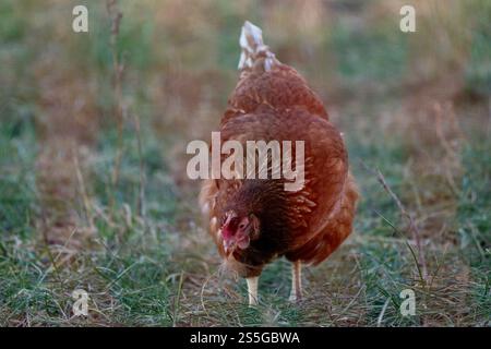 Huhn auf der Wiese BEI Sonnenschein , Deutschland, Rhénanie-Palatinat, Hanhofen, 14.01.2025, Ein braunes Huhn pickt auf einer grünen Wiese BEI Sonnenlicht. Symbole für Freilandhaltung und nachhaltige Landwirtschaft. *** Poulet sur une prairie au soleil , Allemagne, Rhénanie-Palatinat, Hanhofen, 14 01 2025, un poulet brun pique sur une prairie verte au soleil symbole pour l'agriculture en plein air et l'agriculture durable Banque D'Images