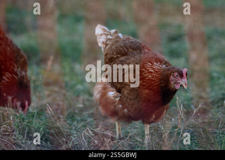 Huhn auf der Wiese BEI Sonnenschein , Deutschland, Rhénanie-Palatinat, Hanhofen, 14.01.2025, Ein braunes Huhn pickt auf einer grünen Wiese BEI Sonnenlicht. Symbole für Freilandhaltung und nachhaltige Landwirtschaft. *** Poulet sur une prairie au soleil , Allemagne, Rhénanie-Palatinat, Hanhofen, 14 01 2025, un poulet brun pique sur une prairie verte au soleil symbole pour l'agriculture en plein air et l'agriculture durable Banque D'Images