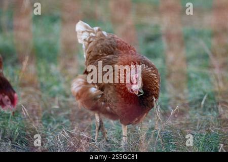 Huhn auf der Wiese BEI Sonnenschein , Deutschland, Rhénanie-Palatinat, Hanhofen, 14.01.2025, Ein braunes Huhn pickt auf einer grünen Wiese BEI Sonnenlicht. Symbole für Freilandhaltung und nachhaltige Landwirtschaft. *** Poulet sur une prairie au soleil , Allemagne, Rhénanie-Palatinat, Hanhofen, 14 01 2025, un poulet brun pique sur une prairie verte au soleil symbole pour l'agriculture en plein air et l'agriculture durable Banque D'Images