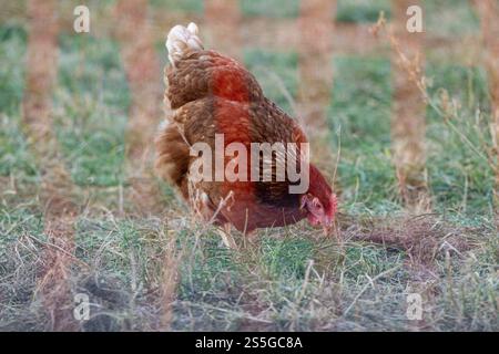 Huhn auf der Wiese BEI Sonnenschein , Deutschland, Rhénanie-Palatinat, Hanhofen, 14.01.2025, Ein braunes Huhn pickt auf einer grünen Wiese BEI Sonnenlicht. Symbole für Freilandhaltung und nachhaltige Landwirtschaft. *** Poulet sur une prairie au soleil , Allemagne, Rhénanie-Palatinat, Hanhofen, 14 01 2025, un poulet brun pique sur une prairie verte au soleil symbole pour l'agriculture en plein air et l'agriculture durable Banque D'Images