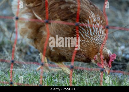 Huhn auf der Wiese BEI Sonnenschein , Deutschland, Rhénanie-Palatinat, Hanhofen, 14.01.2025, Ein braunes Huhn pickt auf einer grünen Wiese BEI Sonnenlicht. Symbole für Freilandhaltung und nachhaltige Landwirtschaft. *** Poulet sur une prairie au soleil , Allemagne, Rhénanie-Palatinat, Hanhofen, 14 01 2025, un poulet brun pique sur une prairie verte au soleil symbole pour l'agriculture en plein air et l'agriculture durable Banque D'Images
