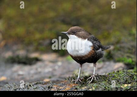 Plongeon (Cinclus cinclus) perché sur la rive d'un ruisseau de landes, North Harris Estate, Harris, Hébrides extérieures, Écosse, août Banque D'Images
