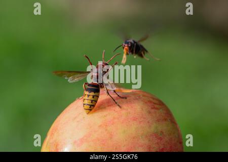 Vespa velutina et Vespa crabro sur une photo, European and Asian Hornet, European Hornet repousse l'Europe approchant le frelon asiatique à pattes jaunes Banque D'Images
