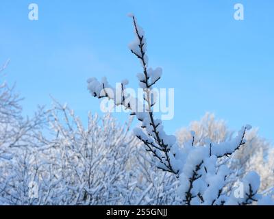 Gros plan d'une branche d'arbre couverte de neige contre la cime des arbres et le ciel bleu d'hiver Banque D'Images