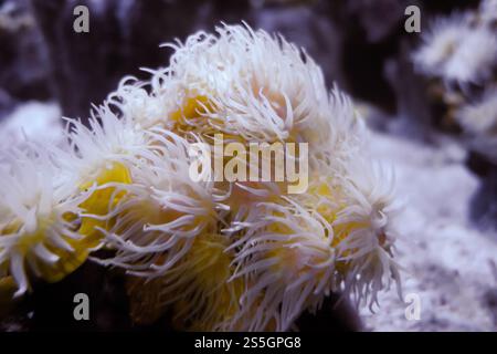 Anémones de mer sur un rocher. Vue macro gros plan. Anémones de mer sur un rocher Banque D'Images
