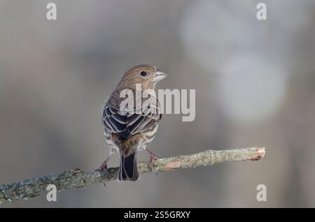 Finch domestique, Haemorhous mexicanus, femelle/immature Banque D'Images