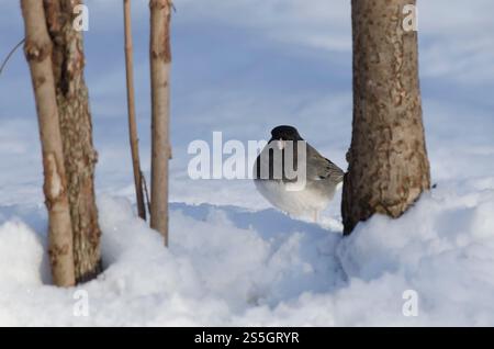 Junco aux yeux foncés, Junco hyemalis, buvant sur la neige Banque D'Images