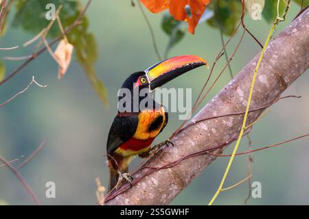 gros plan d'un acari enflammé posant dans un arbre juste en face de moi au costa rica dominical Banque D'Images
