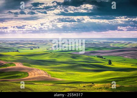 Le ciel spectaculaire de l'aube projette une lumière sombre sur les collines ondulantes de la Palouse depuis Steptoe Butte dans l'État de Washington, révélant de vastes terres agricoles Banque D'Images