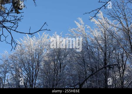 Kaltenborn Themenfoto : hiver, Schnee, Winterimpression, Schneefoto, Eifel, Kaltenborn, Deutschland, 14.01.2025 Schneeimpresionen im WInterwald der Eifel BEI sonne und Frost Themenfoto : Winter, Schnee, Winterimpression, Schneefoto, Eifel, Kaltenborn, Deutschland, 14.01.2025 *** Kaltenborn thème photo hiver, neige, impression hiver, photo neige, Eifel, Kaltenborn, Allemagne, 14 01 2025 impressions de neige dans la forêt de l'Eifel avec soleil et gel thème photo hiver, neige, impression d'hiver, photo de neige, Eifel, Kaltenborn, Allemagne, 14 01 2025 Copyright : xEibner-Pressefoto/JuergenxAugstx EP JAT Banque D'Images