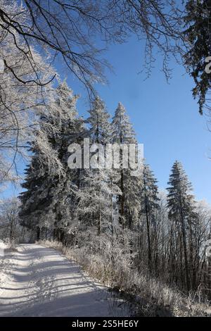 Kaltenborn Themenfoto : hiver, Schnee, Winterimpression, Schneefoto, Eifel, Kaltenborn, Deutschland, 14.01.2025 Schneeimpresionen im WInterwald der Eifel BEI sonne und Frost Themenfoto : Winter, Schnee, Winterimpression, Schneefoto, Eifel, Kaltenborn, Deutschland, 14.01.2025 *** Kaltenborn thème photo hiver, neige, impression hiver, photo neige, Eifel, Kaltenborn, Allemagne, 14 01 2025 impressions de neige dans la forêt de l'Eifel avec soleil et gel thème photo hiver, neige, impression d'hiver, photo de neige, Eifel, Kaltenborn, Allemagne, 14 01 2025 Copyright : xEibner-Pressefoto/JuergenxAugstx EP JAT Banque D'Images