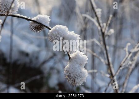 Kaltenborn Themenfoto : hiver, Schnee, Winterimpression, Schneefoto, Eifel, Kaltenborn, Deutschland, 14.01.2025 Schneeimpresionen im WInterwald der Eifel BEI sonne und Frost Themenfoto : Winter, Schnee, Winterimpression, Schneefoto, Eifel, Kaltenborn, Deutschland, 14.01.2025 *** Kaltenborn thème photo hiver, neige, impression hiver, photo neige, Eifel, Kaltenborn, Allemagne, 14 01 2025 impressions de neige dans la forêt de l'Eifel avec soleil et gel thème photo hiver, neige, impression d'hiver, photo de neige, Eifel, Kaltenborn, Allemagne, 14 01 2025 Copyright : xEibner-Pressefoto/JuergenxAugstx EP JAT Banque D'Images