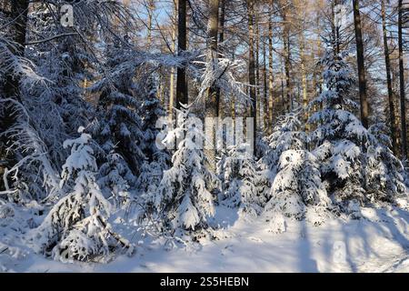 Kaltenborn Themenfoto : hiver, Schnee, Winterimpression, Schneefoto, Eifel, Kaltenborn, Deutschland, 14.01.2025 Schneeimpresionen im WInterwald der Eifel BEI sonne und Frost Themenfoto : Winter, Schnee, Winterimpression, Schneefoto, Eifel, Kaltenborn, Deutschland, 14.01.2025 *** Kaltenborn thème photo hiver, neige, impression hiver, photo neige, Eifel, Kaltenborn, Allemagne, 14 01 2025 impressions de neige dans la forêt de l'Eifel avec soleil et gel thème photo hiver, neige, impression d'hiver, photo de neige, Eifel, Kaltenborn, Allemagne, 14 01 2025 Copyright : xEibner-Pressefoto/JuergenxAugstx EP JAT Banque D'Images