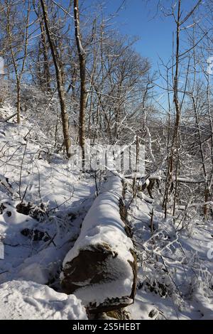 Kaltenborn Themenfoto : hiver, Schnee, Winterimpression, Schneefoto, Eifel, Kaltenborn, Deutschland, 14.01.2025 Schneeimpresionen im WInterwald der Eifel BEI sonne und Frost Themenfoto : Winter, Schnee, Winterimpression, Schneefoto, Eifel, Kaltenborn, Deutschland, 14.01.2025 *** Kaltenborn thème photo hiver, neige, impression hiver, photo neige, Eifel, Kaltenborn, Allemagne, 14 01 2025 impressions de neige dans la forêt de l'Eifel avec soleil et gel thème photo hiver, neige, impression d'hiver, photo de neige, Eifel, Kaltenborn, Allemagne, 14 01 2025 Copyright : xEibner-Pressefoto/JuergenxAugstx EP JAT Banque D'Images