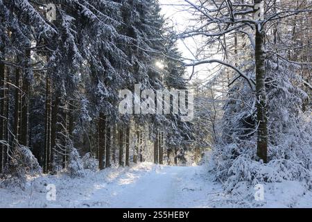 Kaltenborn Themenfoto : hiver, Schnee, Winterimpression, Schneefoto, Eifel, Kaltenborn, Deutschland, 14.01.2025 Schneeimpresionen im WInterwald der Eifel BEI sonne und Frost Themenfoto : Winter, Schnee, Winterimpression, Schneefoto, Eifel, Kaltenborn, Deutschland, 14.01.2025 *** Kaltenborn thème photo hiver, neige, impression hiver, photo neige, Eifel, Kaltenborn, Allemagne, 14 01 2025 impressions de neige dans la forêt de l'Eifel avec soleil et gel thème photo hiver, neige, impression d'hiver, photo de neige, Eifel, Kaltenborn, Allemagne, 14 01 2025 Copyright : xEibner-Pressefoto/JuergenxAugstx EP JAT Banque D'Images