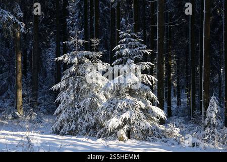 Kaltenborn Themenfoto : hiver, Schnee, Winterimpression, Schneefoto, Eifel, Kaltenborn, Deutschland, 14.01.2025 Schneeimpresionen im WInterwald der Eifel BEI sonne und Frost Themenfoto : Winter, Schnee, Winterimpression, Schneefoto, Eifel, Kaltenborn, Deutschland, 14.01.2025 *** Kaltenborn thème photo hiver, neige, impression hiver, photo neige, Eifel, Kaltenborn, Allemagne, 14 01 2025 impressions de neige dans la forêt de l'Eifel avec soleil et gel thème photo hiver, neige, impression d'hiver, photo de neige, Eifel, Kaltenborn, Allemagne, 14 01 2025 Copyright : xEibner-Pressefoto/JuergenxAugstx EP JAT Banque D'Images