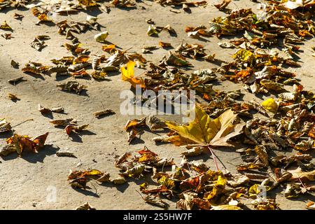 Feuilles d'arbre jaune tombées sèches sur le trottoir en plein soleil en automne, grande feuille d'érable jaune dorée, atmosphère de saison d'automne, concept d'automne Banque D'Images