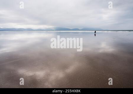 Une silhouette d'un surfeur marchant vers l'océan est vue sur la vaste plage vide dans le comté de Kerry, en Irlande, un jour couvert. Banque D'Images