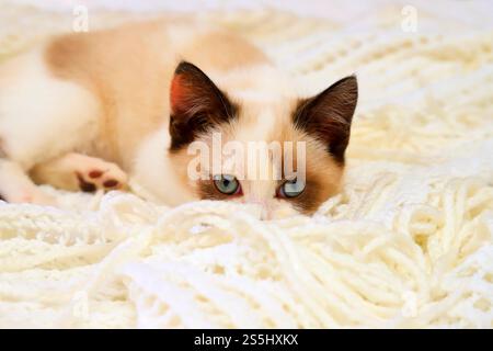 British Shorthair, petit chaton brun blanc mignon, se trouve plaid regardant avec les yeux grands ouverts. Petit beau chat aux yeux bleus. Animal de compagnie, bel animal, Banque D'Images
