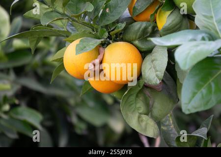 Les oranges sont mûres et pendent parmi les feuilles vertes dans un verger ensoleillé, prêt pour la récolte pendant l'après-midi chaud. Banque D'Images