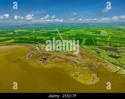 Vue aérienne de la zone humide de L'Encanyissada et des rizières vertes près du delta de Poblenou del, dans le delta de l'Èbre (Montsià, Tarragone, Catalogne, Espagne) Banque D'Images