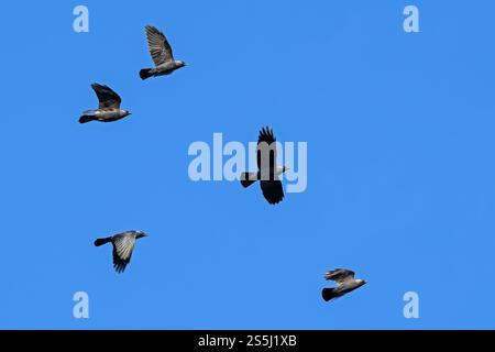 Troupeau de jackdaws occidentaux / jackdaw européens (Corvus monedula / Coloeus monedula) en vol contre le ciel bleu Banque D'Images