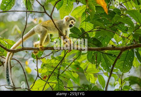 Un singe écureuil équatorien (Saimiri cassiquiarensis macrodon) haut dans l'arbre, forêt amazonienne, parc national de Yasuni, Équateur, Amérique du Sud Banque D'Images